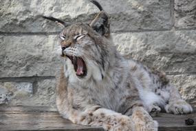 Lynx Animal Nature