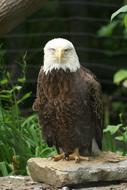 Eagle Bird Zoo