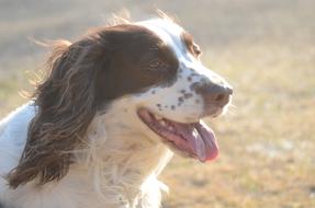 English Springer Spaniel