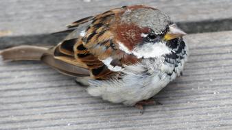 brown Sparrow Bird Sperling