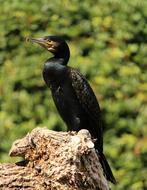 Cormorant Phalacrocoracidae Bird