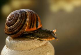 Snail Mollusk Shell