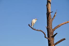 Bird Heron Tree