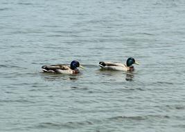 Ducks Swim in Water