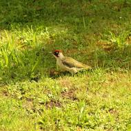 wild bird in the grass
