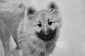Dog Pup Black And White Photo