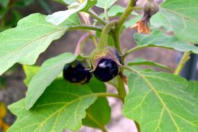 small eggplant fruits on a bush