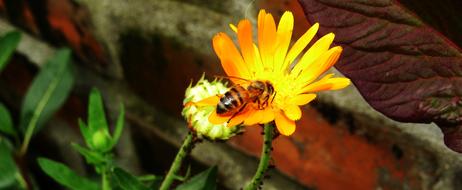 Macro Insect Garden