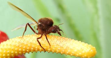 Insect Garden Wasp