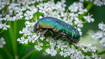 Bespozvonochnoe Insect Coleoptera