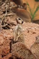 Meerkat Curious Zoo