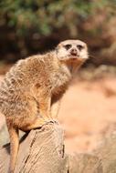 Meerkat Curious Zoo