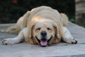 Puppy Rest Tired