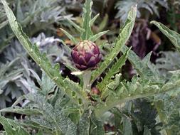 ripe artichoke in the garden