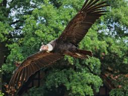 Andean Condor Raptor