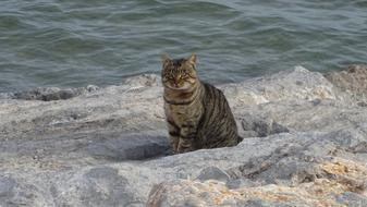 Cat Rocks Sea