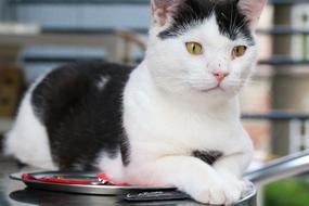 Cat Cafe Curious