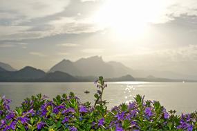Flowers Mountains Sunlight