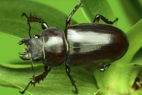 The Deer Bug Stag Beetle