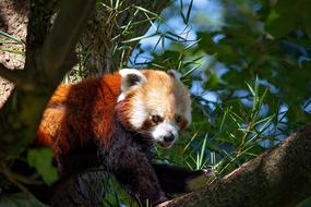 Red Panda Bear Cat
