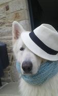Swiss White Shepherd Dog In