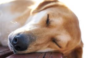 Dog Nose Animal
