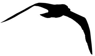 silhouette bird seagull flying