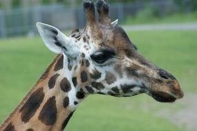 Giraffe Animal Wildlife