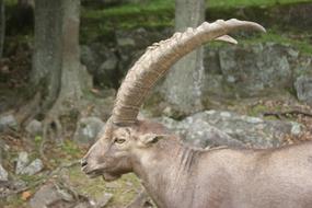 Ibex Animal Alpine