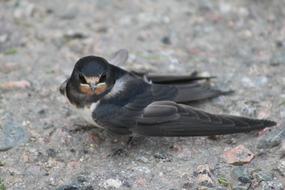 Schwalbe Bird Nature