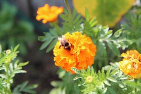 Rose Of India Yellow Flower Insect