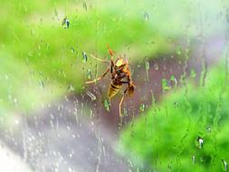 Bee Wasp Window