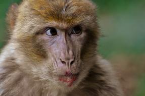 Barbary Ape Endangered monkey portrait