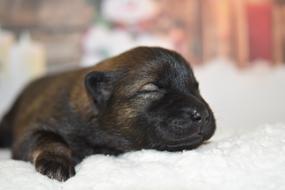 Dog Puppy Eurasier New