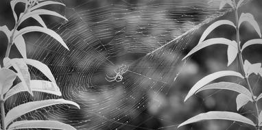 Black And White Garden Insect
