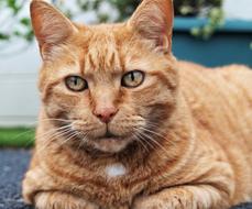 Ginger Cat Pet
