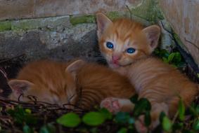 Kitty Cat Kitten