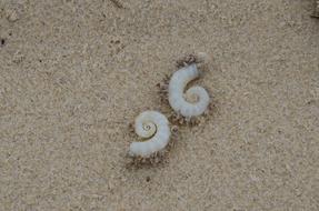 Shells Beach