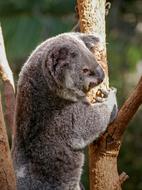 Koala Bear Marsupial
