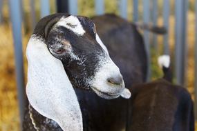 Goat Animal Livestock