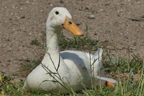 happy duck in the grass