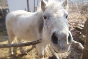 Pony Horses Horse