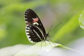 Animals Butterfly Luisenpark