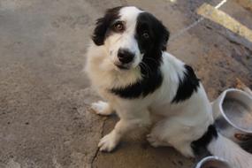 Pet Dog Animal Portrait
