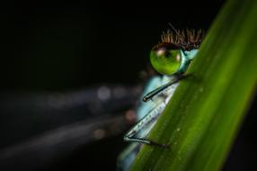 Macro Dragonfly macro blur nature