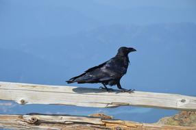 Canada Bird Black