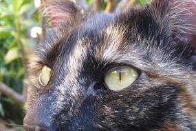 domestic Cat Eyes portrait