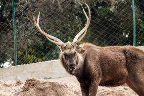 Elk Deer Mammals