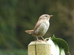 Wren Bird