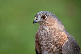 Falcon Hawk Falconry